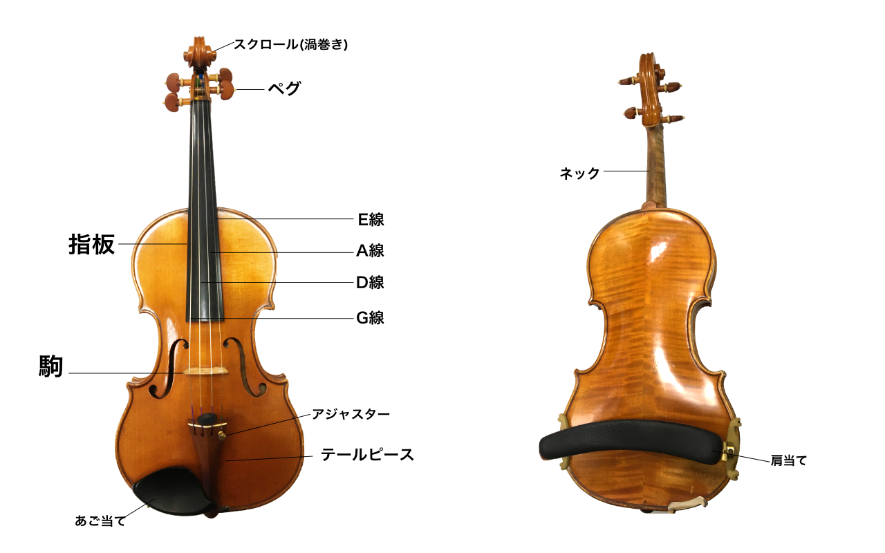 図解でわかるバイオリンの仕組み | バイオリン・ラボ